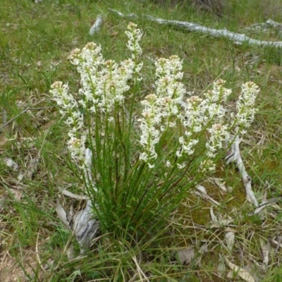 Stackhousia monogyna (Creamy Candles) at Canberra Central, ACT - 12 Oct 2016 by RWPurdie