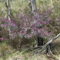 Indigofera australis subsp. australis (Australian Indigo) at Acton, ACT - 12 Oct 2016 by RWPurdie