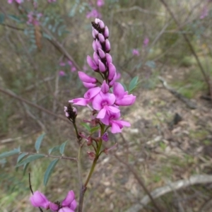 Indigofera australis subsp. australis at Acton, ACT - 12 Oct 2016 12:00 AM