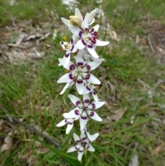 Wurmbea dioica subsp. dioica (Early Nancy) at Acton, ACT - 11 Oct 2016 by RWPurdie