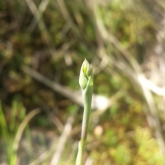 Thelymitra sp. (A Sun Orchid) at Canberra Central, ACT - 13 Oct 2016 by MattM