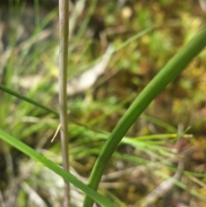 Thelymitra sp. at Canberra Central, ACT - 13 Oct 2016