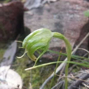 Pterostylis nutans at Point 3 - suppressed