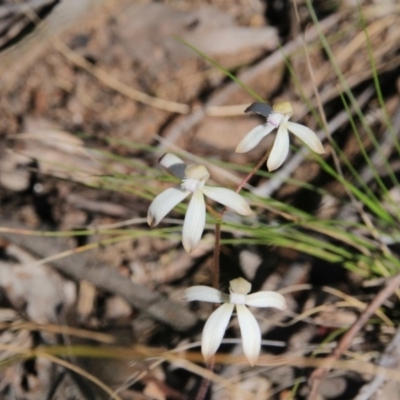 Caladenia ustulata (Brown Caps) at Point 5078 - 13 Oct 2016 by petersan