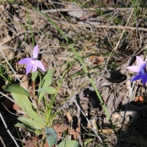 Glossodia major at Point 5078 - suppressed