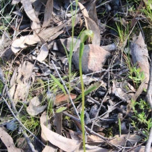 Pterostylis nutans at Point 5078 - suppressed