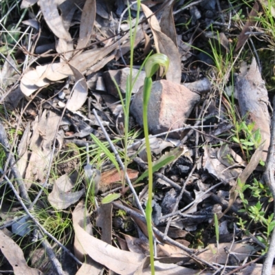 Pterostylis nutans (Nodding Greenhood) at Point 5078 - 13 Oct 2016 by petersan