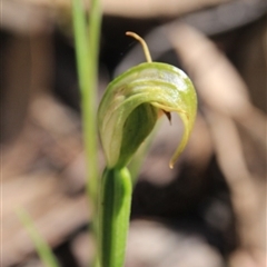 Pterostylis nutans at Point 5078 - suppressed