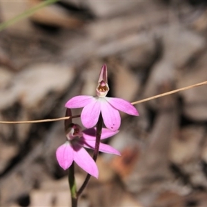 Caladenia carnea at Point 5078 - suppressed