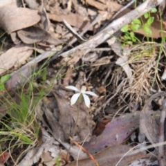 Caladenia ustulata (Brown Caps) at Point 5154 - 13 Oct 2016 by petersan