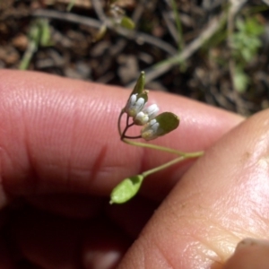 Erophila verna at Majura, ACT - 13 Oct 2016 09:03 AM