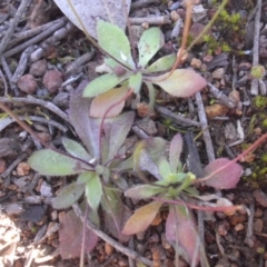 Erophila verna at Majura, ACT - 13 Oct 2016 09:03 AM