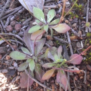 Erophila verna at Majura, ACT - 13 Oct 2016 09:03 AM