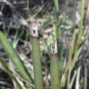 Lomandra longifolia at Majura, ACT - 13 Oct 2016