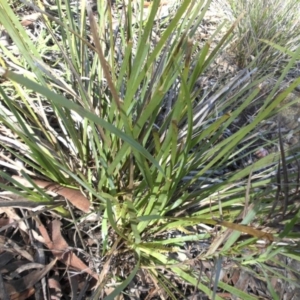 Lomandra longifolia at Majura, ACT - 13 Oct 2016