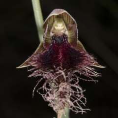 Calochilus platychilus (Purple Beard Orchid) at Canberra Central, ACT - 13 Oct 2016 by DerekC