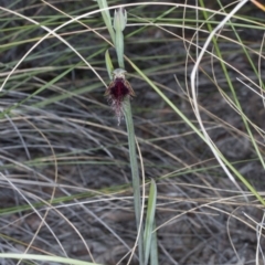 Calochilus platychilus at Canberra Central, ACT - suppressed