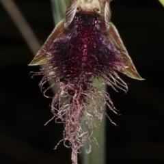 Calochilus platychilus at Canberra Central, ACT - suppressed