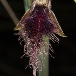 Calochilus platychilus at Canberra Central, ACT - suppressed