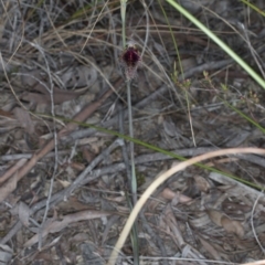 Calochilus platychilus at Canberra Central, ACT - suppressed