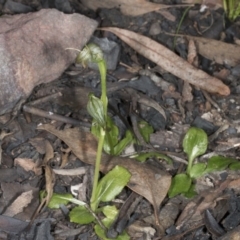 Pterostylis nutans (Nodding Greenhood) at Canberra Central, ACT - 13 Oct 2016 by DerekC