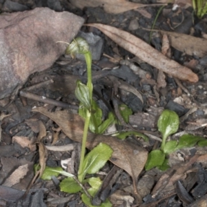 Pterostylis nutans at Canberra Central, ACT - 13 Oct 2016