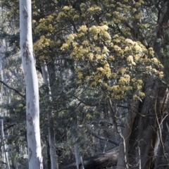 Pomaderris intermedia at Canberra Central, ACT - 13 Oct 2016