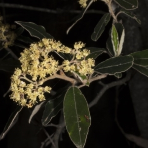 Pomaderris intermedia at Canberra Central, ACT - 13 Oct 2016