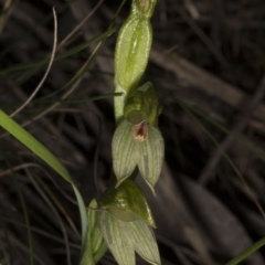 Bunochilus umbrinus (Broad-sepaled Leafy Greenhood) at Acton, ACT - 13 Oct 2016 by DerekC