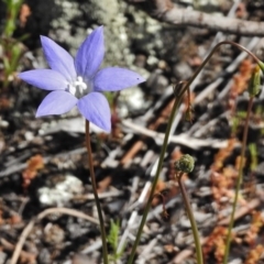 Wahlenbergia sp. (Bluebell) at Belconnen, ACT - 13 Oct 2016 by JohnBundock