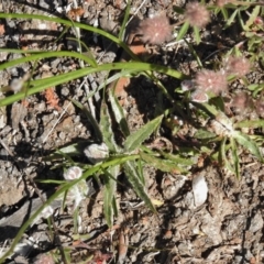 Wahlenbergia sp. at Belconnen, ACT - 13 Oct 2016