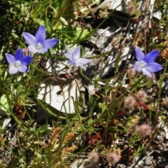 Wahlenbergia capillaris (Tufted Bluebell) at Belconnen, ACT - 13 Oct 2016 by JohnBundock