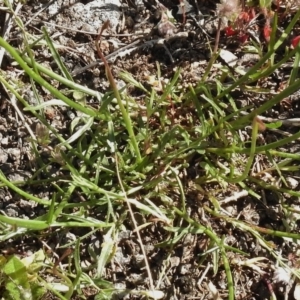 Wahlenbergia capillaris at Belconnen, ACT - 13 Oct 2016 02:36 PM