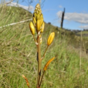 Bulbine bulbosa at Belconnen, ACT - 13 Oct 2016 03:34 PM