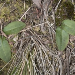 Chiloglottis sp. (A Bird/Wasp Orchid) at Canberra Central, ACT - 13 Oct 2016 by DerekC