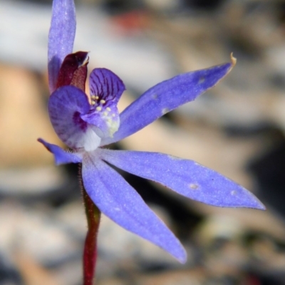 Cyanicula caerulea (Blue Fingers, Blue Fairies) at Point 44 - 13 Oct 2016 by petaurus