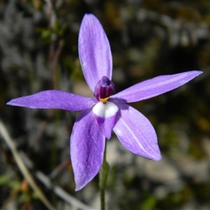 Glossodia major at Point 44 - suppressed