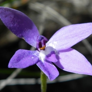 Glossodia major at Point 5803 - suppressed