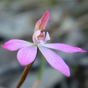 Caladenia fuscata at Point 5803 - suppressed