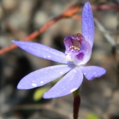 Cyanicula caerulea (Blue Fingers, Blue Fairies) at Bruce, ACT - 13 Oct 2016 by petaurus