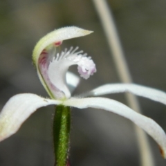 Caladenia ustulata (Brown Caps) at Bruce, ACT - 13 Oct 2016 by petaurus