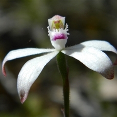 Caladenia ustulata at Point 5803 - suppressed