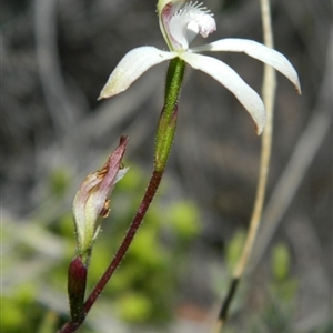 Caladenia ustulata at Point 5803 - suppressed