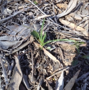 Lomandra filiformis at Point 111 - 14 Oct 2016 08:51 AM