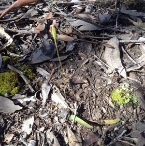 Glossodia major at Point 111 - 14 Oct 2016