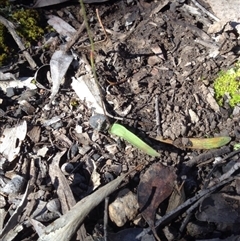 Glossodia major at Point 111 - suppressed