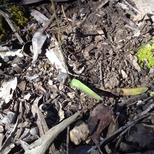 Glossodia major at Point 111 - suppressed