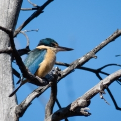 Todiramphus sanctus at Wallaroo, NSW - 14 Oct 2016 07:52 AM