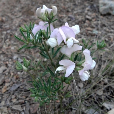 Lotus australis (Austral Trefoil) at Yarralumla, ACT - 12 Nov 2011 by MatthewFrawley