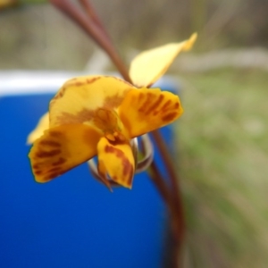 Diuris nigromontana at Bruce, ACT - 12 Oct 2016